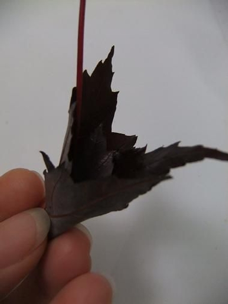 Roll the leaf. Roll the leaf.