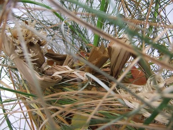 Stalk and leaf scarecrow.