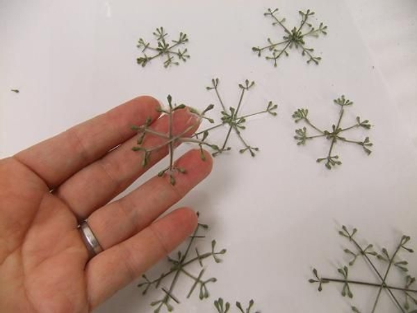 Eucalyptus snow flakes Eucalyptus snow flakes