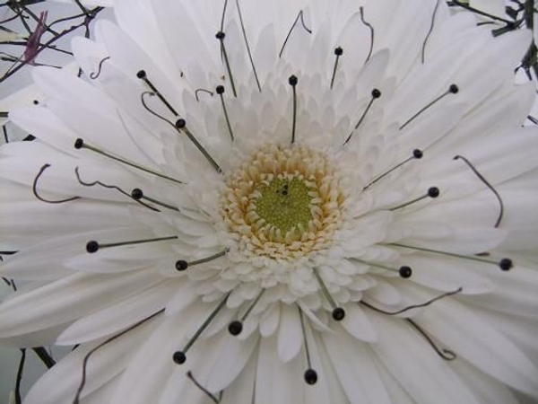 Gerbera Daisy Gerbera Daisy