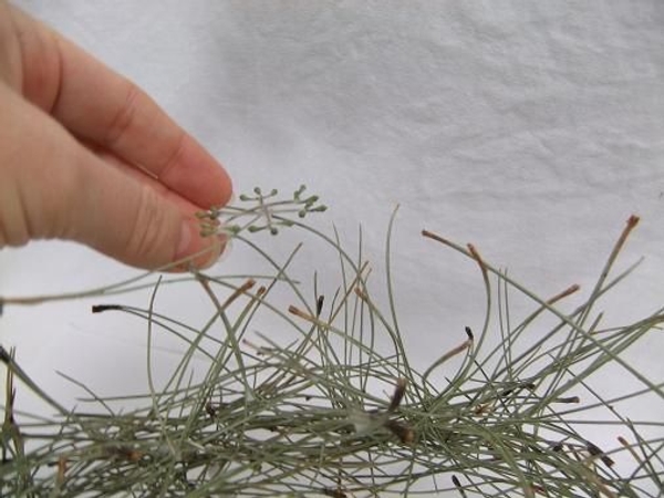 Glue the light Eucalyptus snow flakes to float on the pine needles