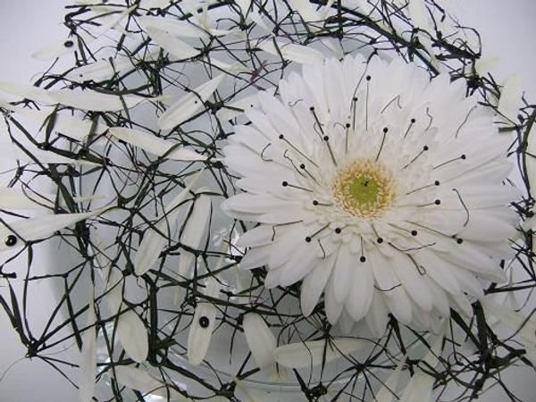 Knot a Cordyline Catcher for the Gerbera