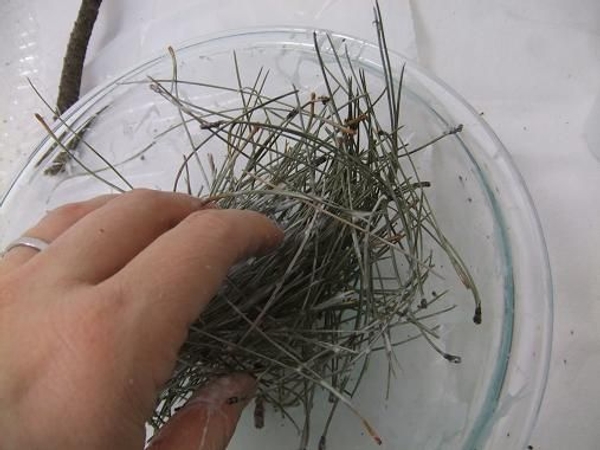 Mix the glue and pine needles Mix the glue and pine needles