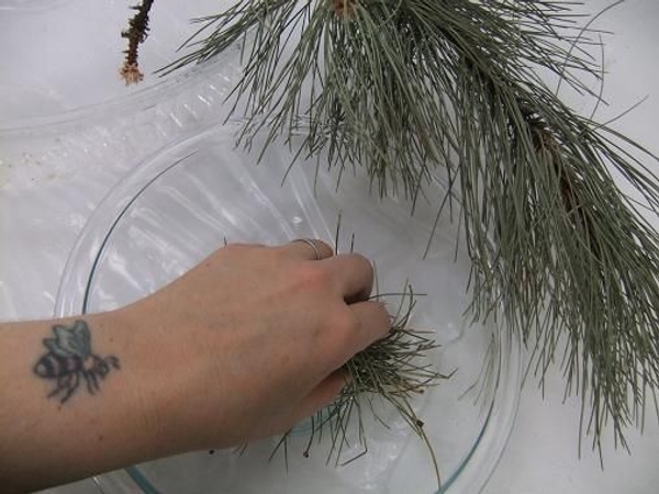 Place dry pine needles in a bowl Place dry pine needles in a bowl
