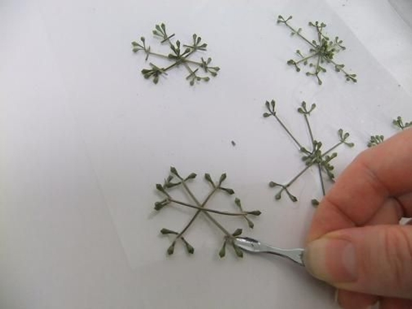 When completely dry lift the snow flake from the plastic When completely dry lift the snow flake from the plastic