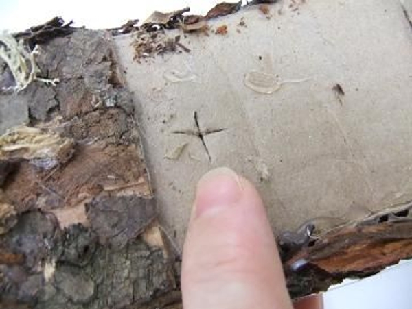 Cut another slit to make a cross Cut another slit to make a cross
