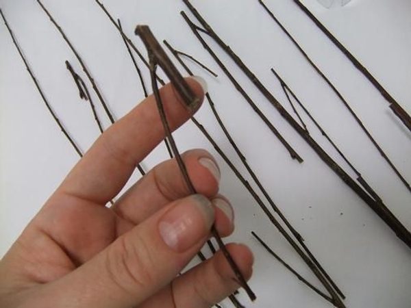 Cut the stem a few centimetres below a fork in the branch keeping one stem longer than the other Cut the stem a few centimetres below a fork in the branch keeping one stem longer than the other