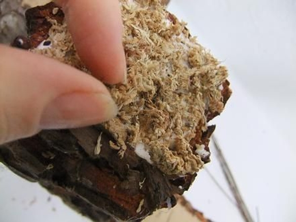 Glue on some dried moss or orchid growth medium Glue on some dried moss or orchid growth medium
