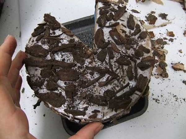 Keep adding the bark to cover the entire surface Keep adding the bark to cover the entire surface