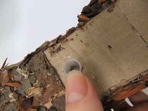 Sink a test tube through the cross slits Sink a test tube through the cross slits
