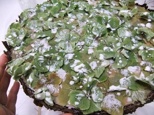 The wood glue protects the flowers from becoming brittle The wood glue protects the flowers from becoming brittle
