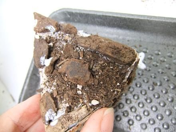 When completely covered set the slice aside to dry When completely covered set the slice aside to dry
