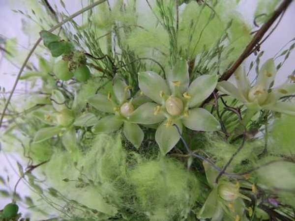 Delicate Eucomis flowers