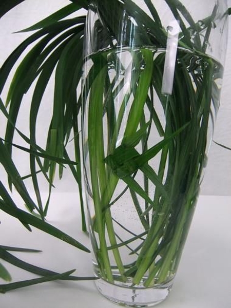 Fold a foliage fish Fold a foliage fish