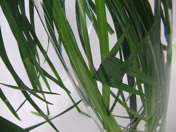 Grass fish. Grass fish.