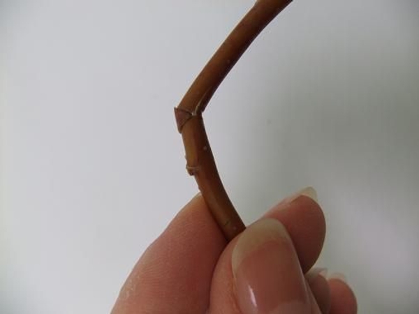 . Insert the wedge into the twig. . Insert the wedge into the twig.