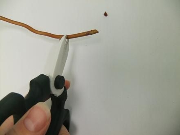 Make a deep cut in the twig Make a deep cut in the twig