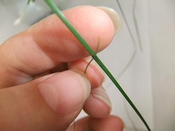 Slip a strand through the hole Slip a strand through the hole