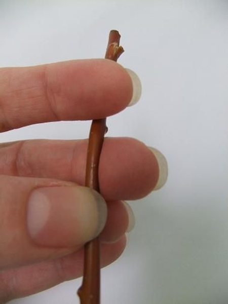 Use your thumb or finger as a supporting cushion Use your thumb or finger as a supporting cushion
