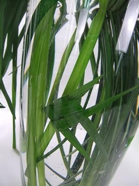 Wrap and fold two blades of grass to shape the fish Wrap and fold two blades of grass to shape the fish
