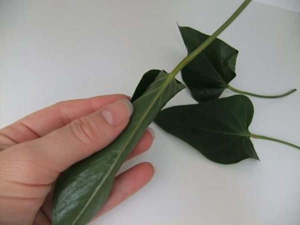 Fold the leaf over. Fold the leaf over.