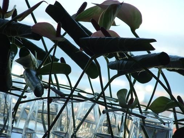 Roll the green Anthurium foliage into tubes Roll the green Anthurium foliage into tubes