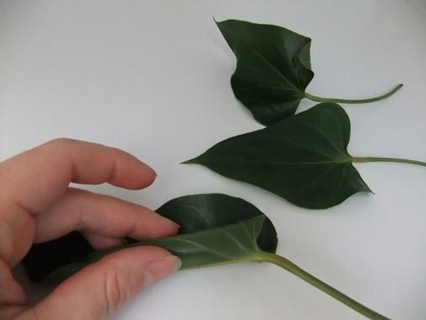 Roll the leaf from one side to the other. Roll the leaf from one side to the other.