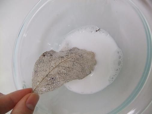 Dip a large skeleton leaf into the wood glue to soak Dip a large skeleton leaf into the wood glue to soak