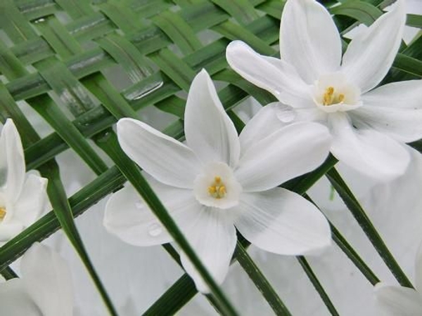 Drops of water on the petals