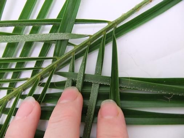 Open up and smooth the leaf as you weave. Open up and smooth the leaf as you weave.