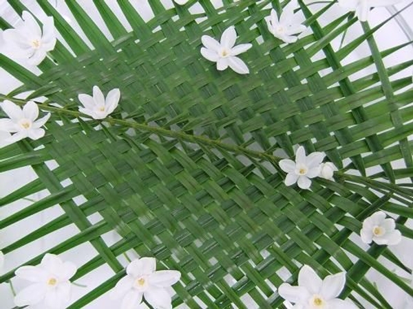 Paper whites floating on palm leaves Paper whites floating on palm leaves