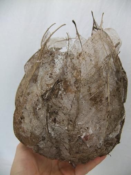 Skeleton leaf cocoon. Skeleton leaf cocoon.