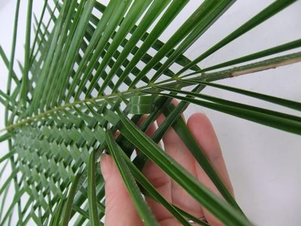 Smooth the spine of the leaf so that it lies flat Smooth the spine of the leaf so that it lies flat