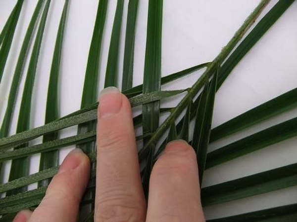 Start to weave the leaves Start to weave the leaves