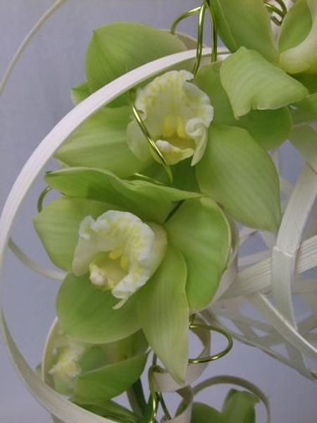 Beautiful green Cymbidium orchids