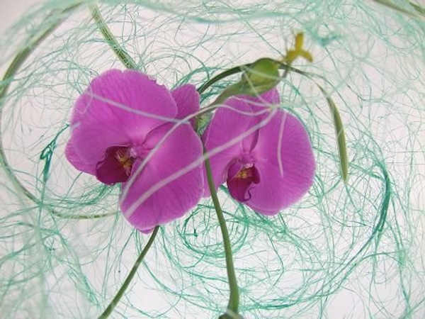 Sisal bubble. Sisal bubble.