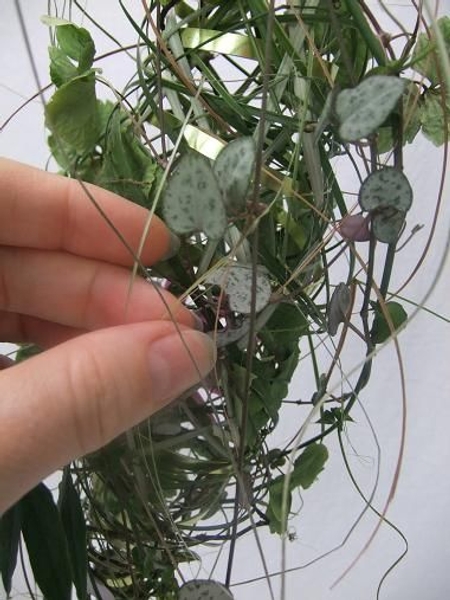 Add the rosary vine, more ripped grass and hydrangea flowers Add the rosary vine, more ripped grass and hydrangea flowers