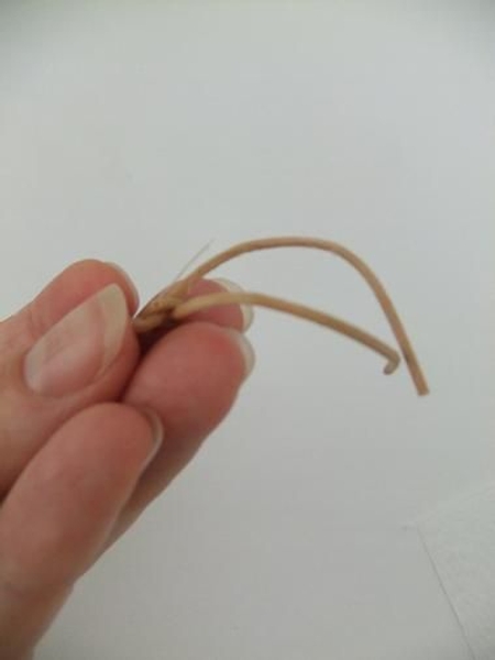 Cut the feelers shorter and set aside to dry Cut the feelers shorter and set aside to dry