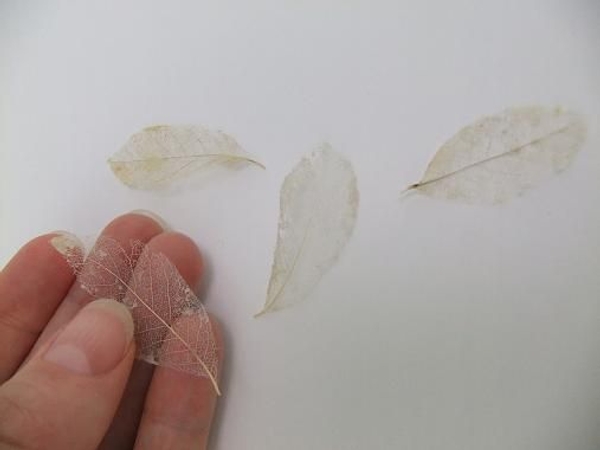 Make and bleach a few skeleton leaves Make and bleach a few skeleton leaves