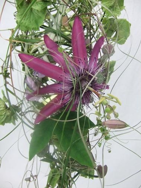 Passion fruit flower. Passion fruit flower.