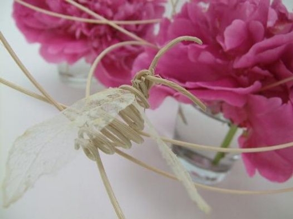 Rattan and skeleton leaf bee Rattan and skeleton leaf bee