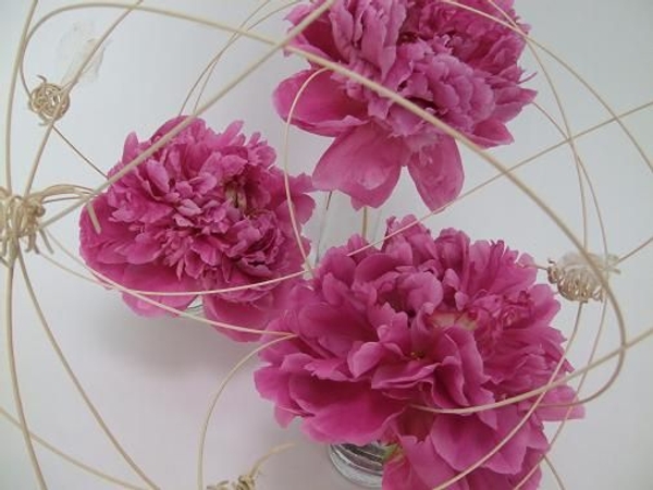 Rattan bees zoom around fragrant pink peonies Rattan bees zoom around fragrant pink peonies