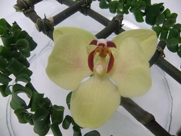 A stem ladder keeps the orchid suspended just above the water line A stem ladder keeps the orchid suspended just above the water line