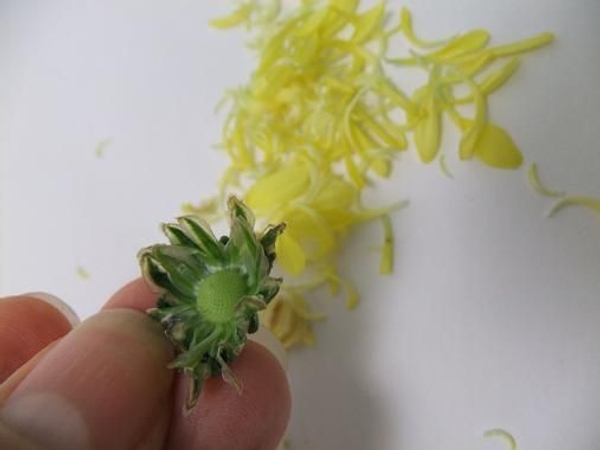 Beautiful Chrysanthemum sepals and receptacle ready to design with Beautiful Chrysanthemum sepals and receptacle ready to design with