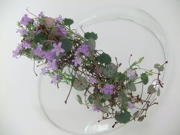 Campanula, rosary vine and cherry stem arch.