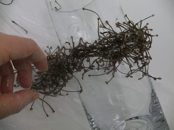 Continue to glue in twigs Continue to glue in twigs
