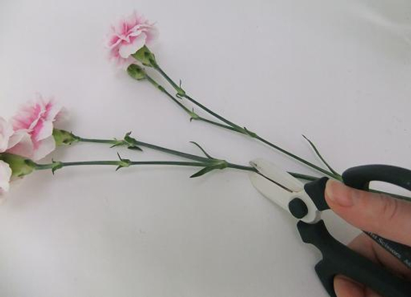 Where to cut a carnation to condition