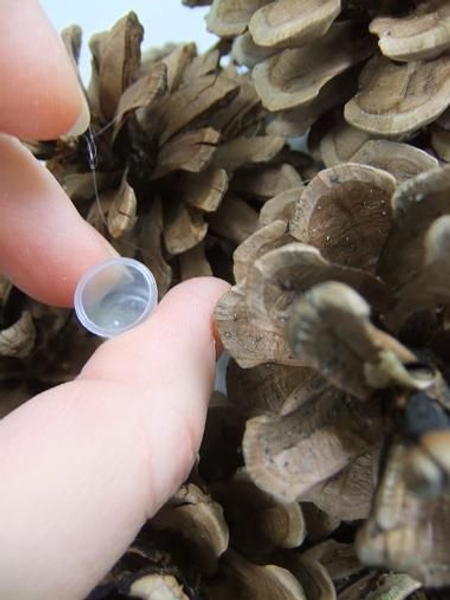 Glue in tiny test tubes to keep the flowers hydrated