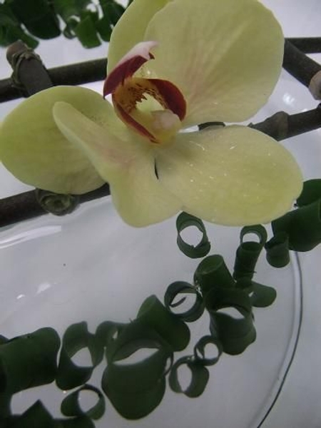 Phalaenopsis orchid resting in shallow water Phalaenopsis orchid resting in shallow water