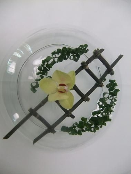 Phalaenopsis stem ladder.jpg Phalaenopsis stem ladder.jpg
